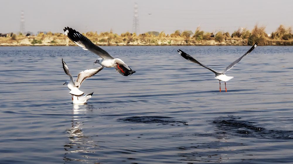 Фотография автора savitri Rawat