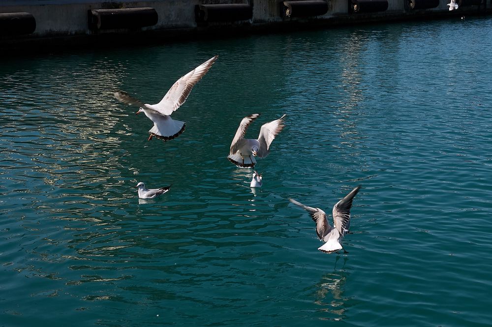 Photograph by arkadii Anufriev