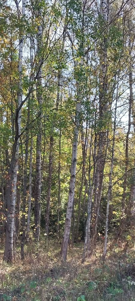 Photograph by Людмила Липаткина