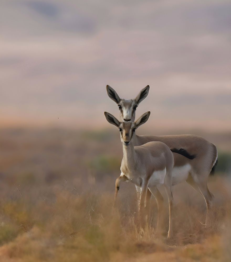 Photograph by Mostafa abyareh