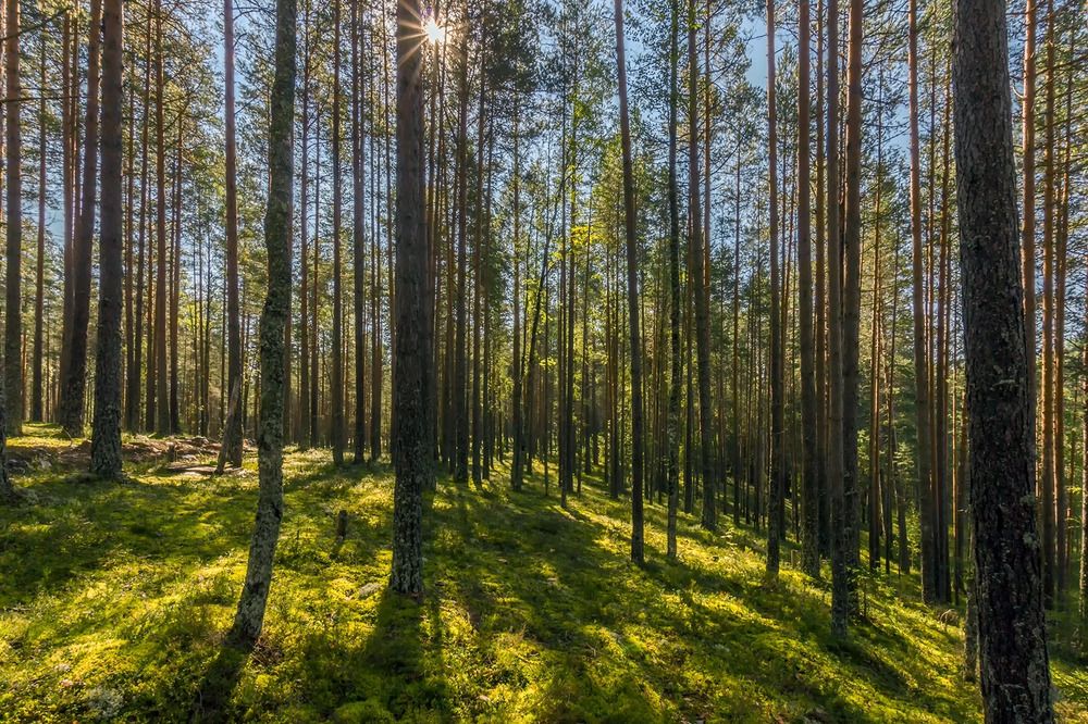 Photograph by Клясюк Галина