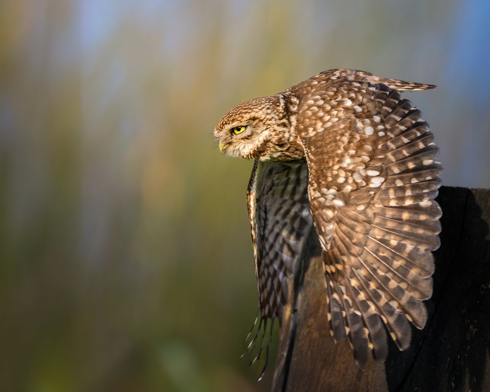 Photograph by Gert Ooms