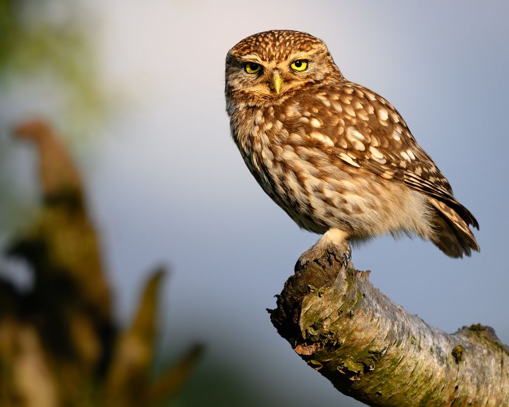 Photograph by Gert Ooms