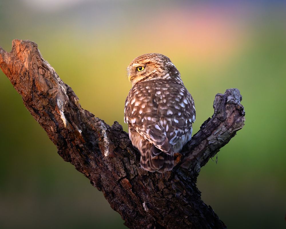 Photograph by Gert Ooms