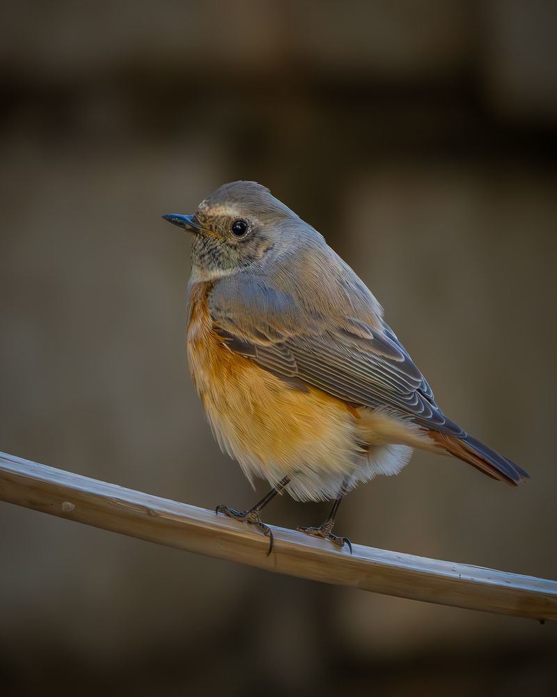 Фотография автора Adel Mahmoud