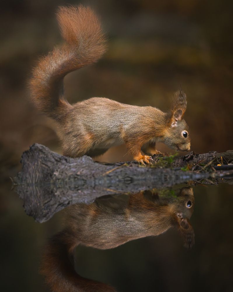 Photograph by Gert Ooms