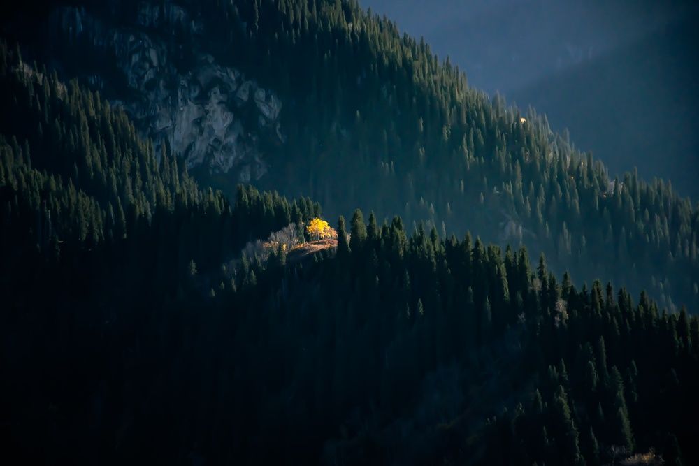 Фотография автора X Fedeeng