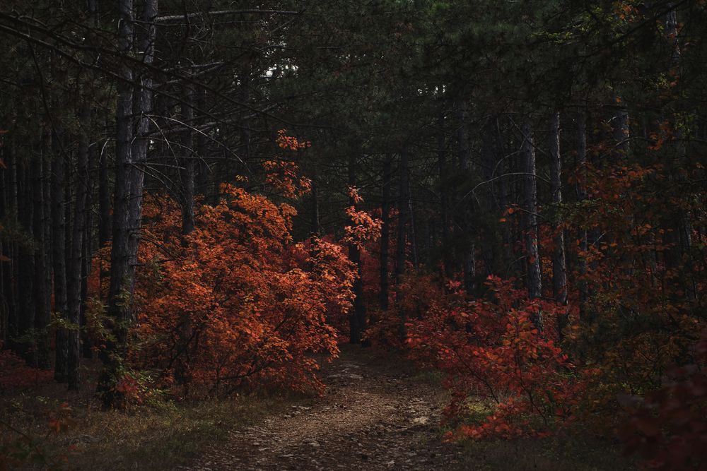 Photograph by Оксана Пономаренко