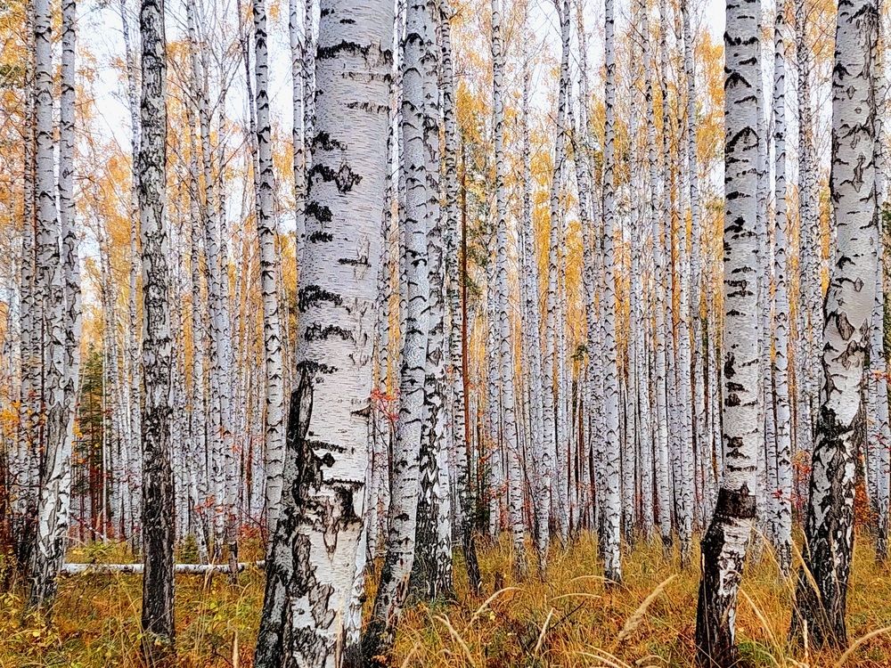 Фотография автора Анастасия Куликова