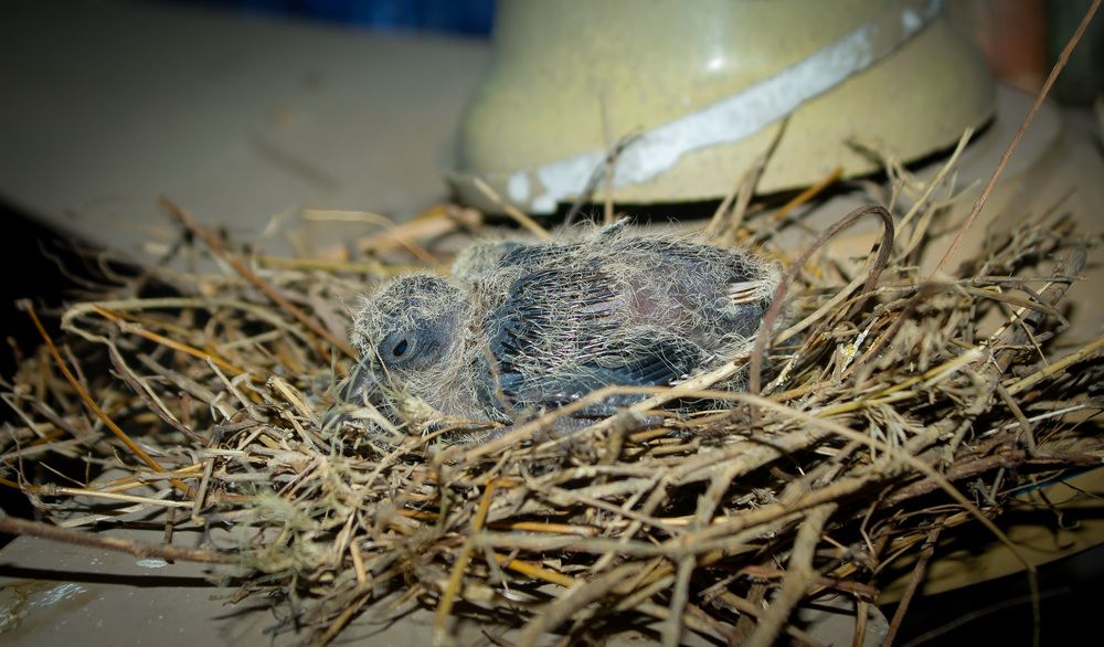 Фотография автора Md Mahfuz Al Maruf