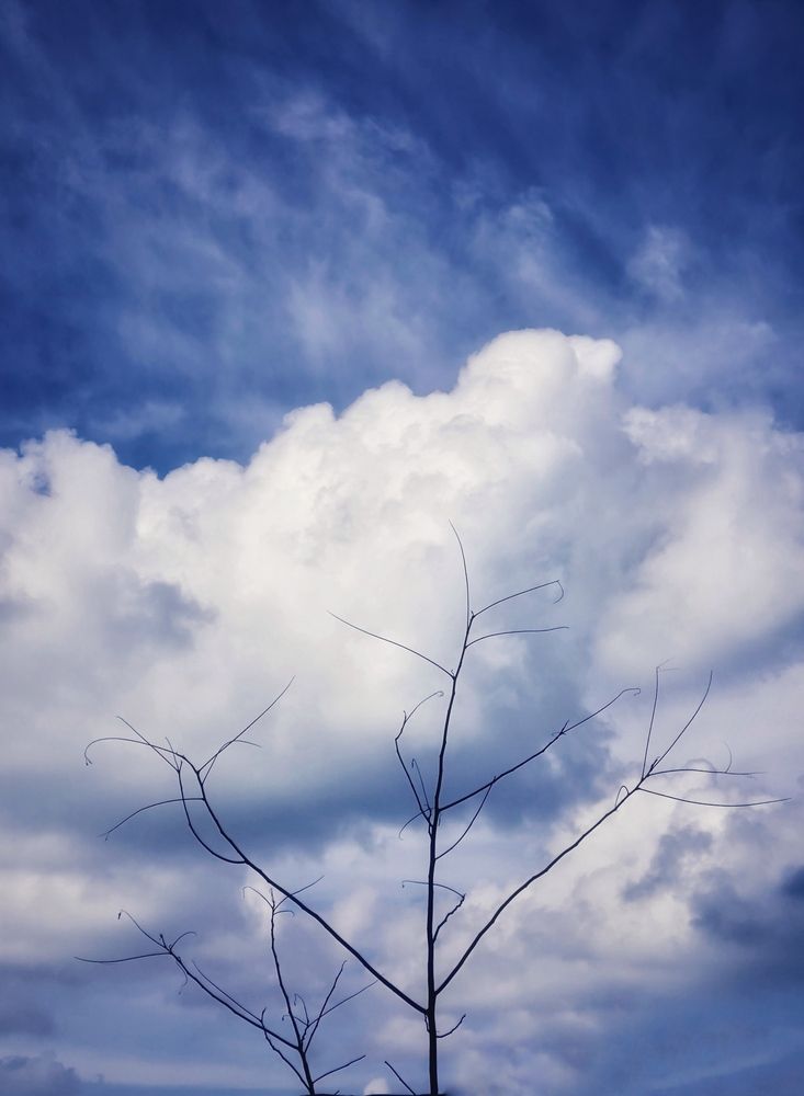 Cloud Tree