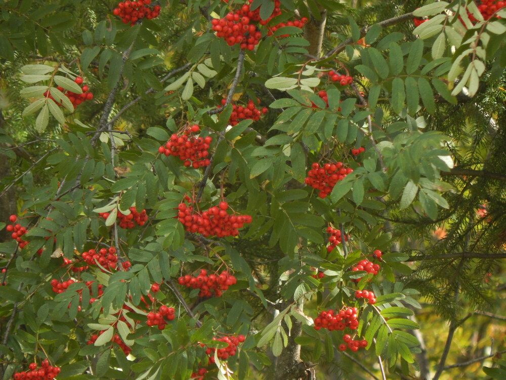 Фотография автора Ирина Моршинина