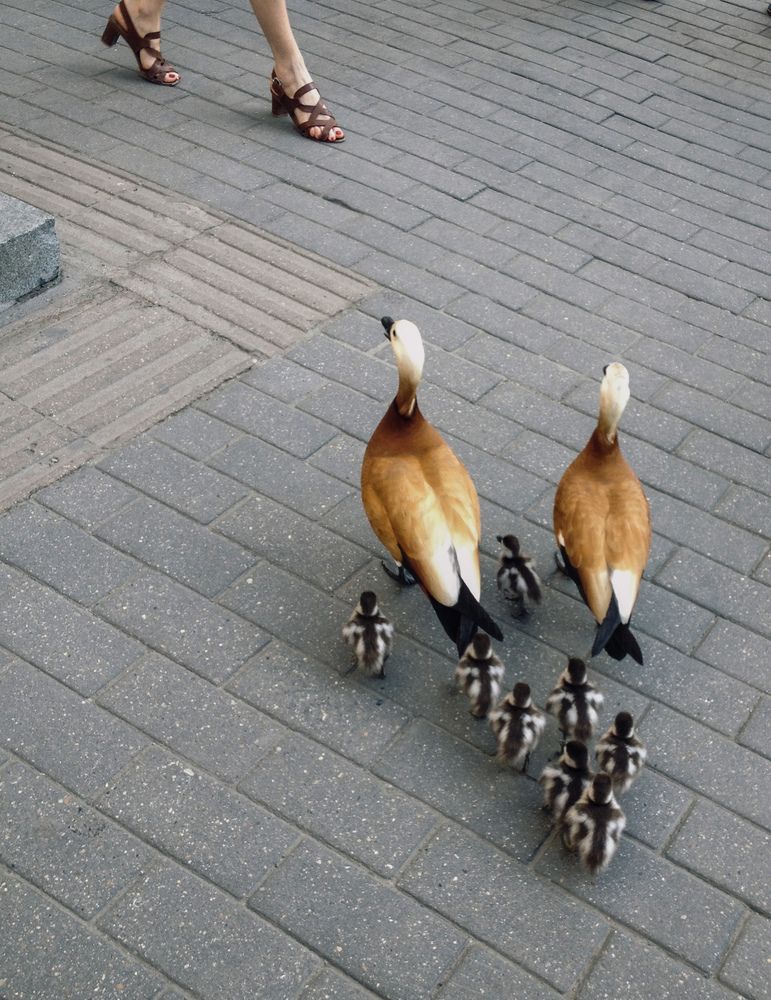 Photograph by Елена Осипова