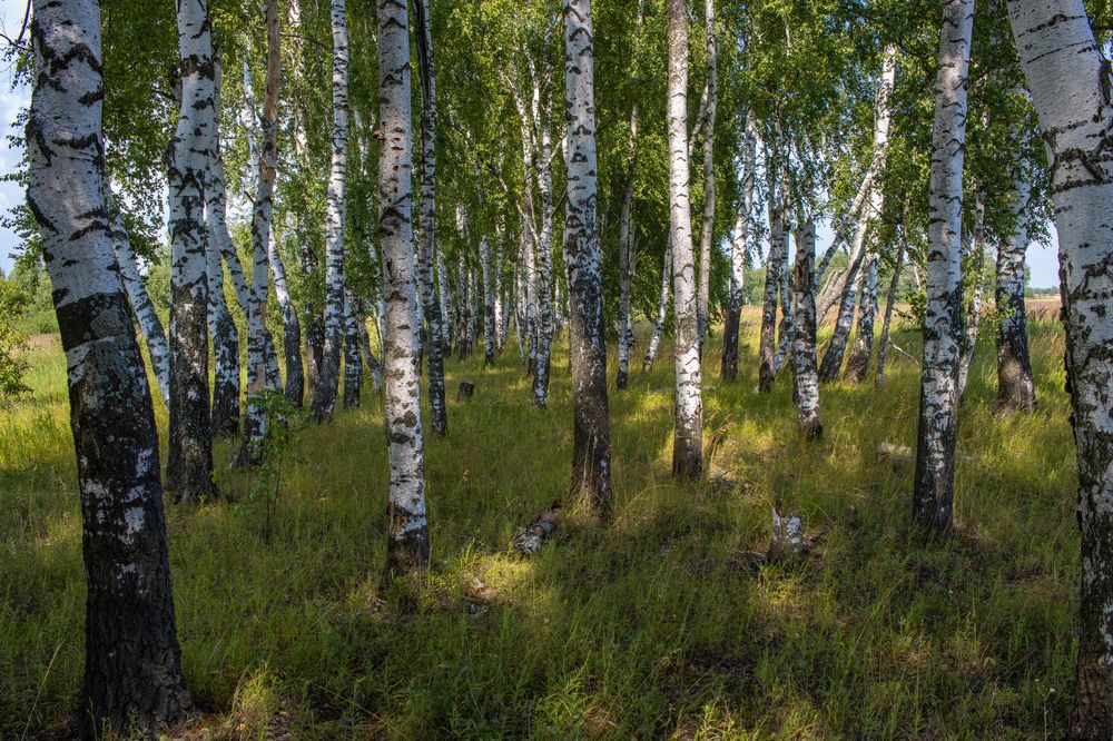 Photograph by Сергей Щербаков