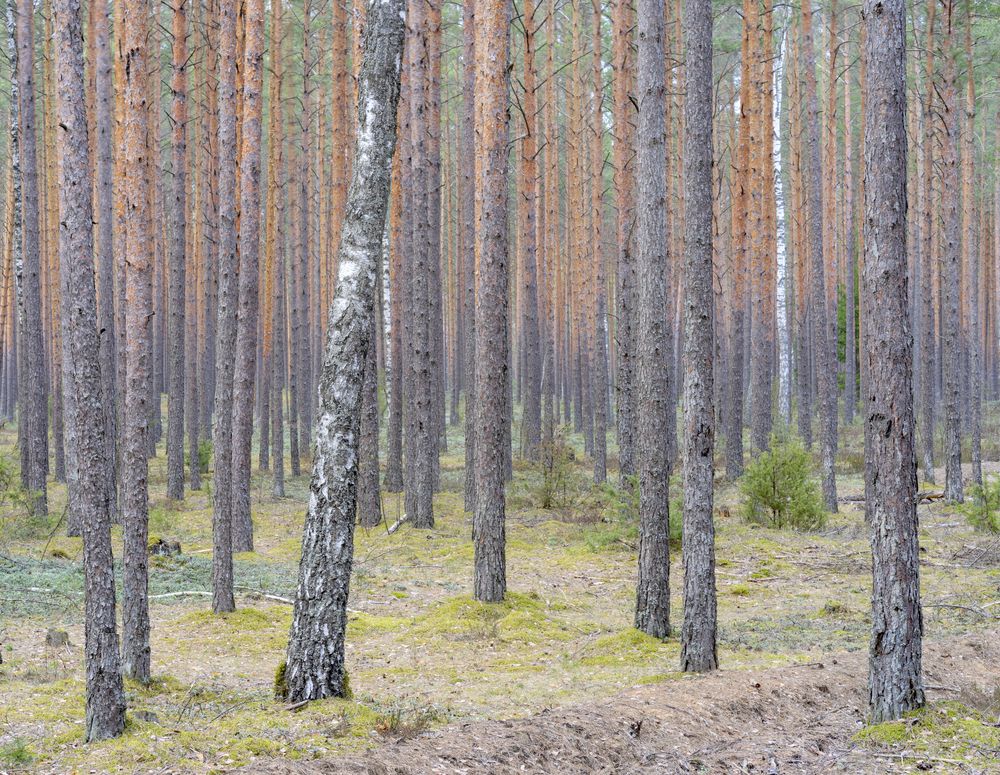 Photograph by Андрей Семенков