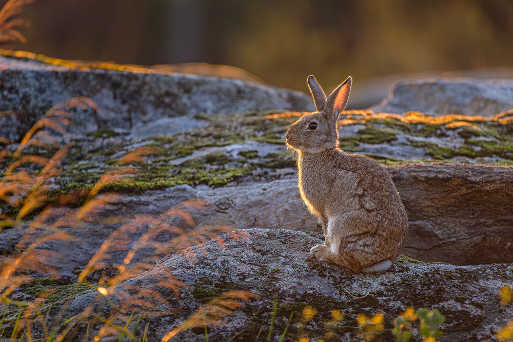 Фотография автора Paolo Barbarini