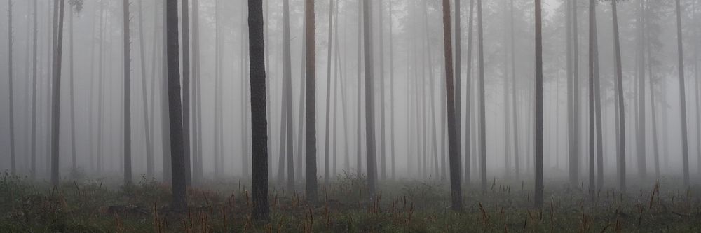 Photograph by Janek Kamja