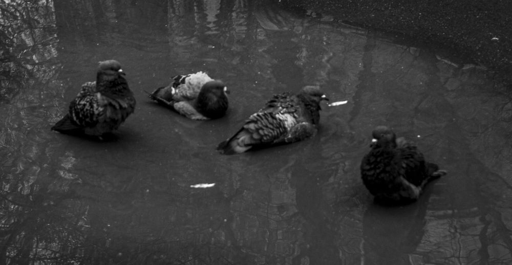 Photograph by Милена Полтавец