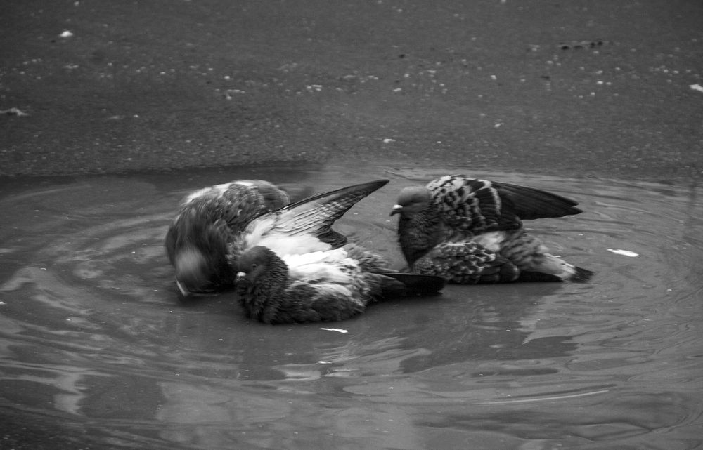 Photograph by Милена Полтавец