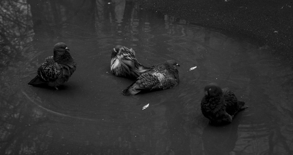 Photograph by Милена Полтавец