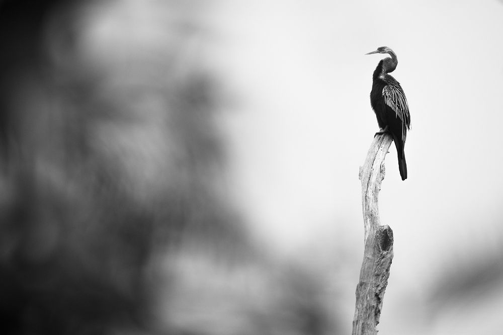 Photograph by Sumon Das