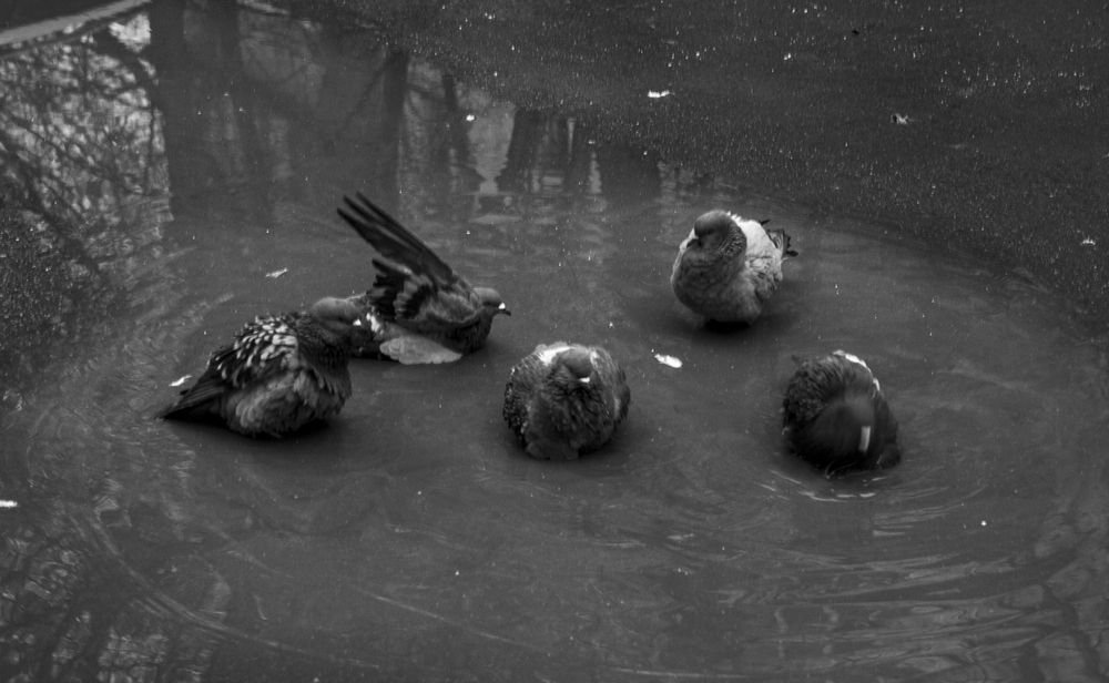 Photograph by Милена Полтавец