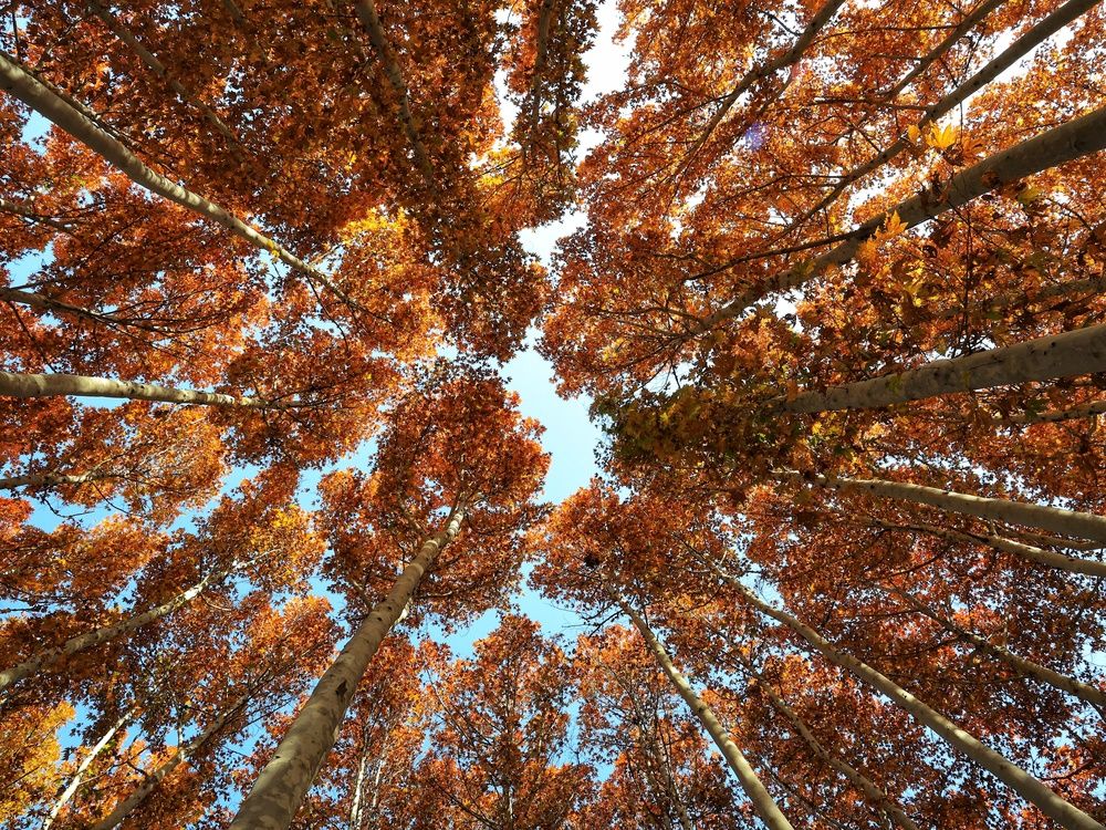 Фотография автора Zahra Seyedmorti