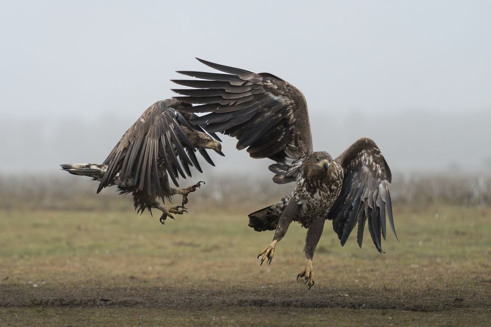 White-tailed Eagles