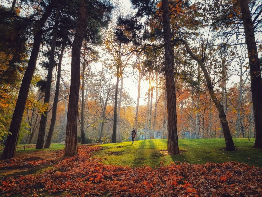 Фотография автора Zahra Seyedmorti