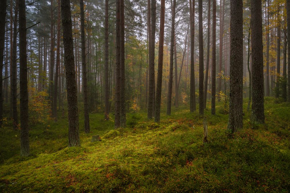 Photograph by Бабурин Олег