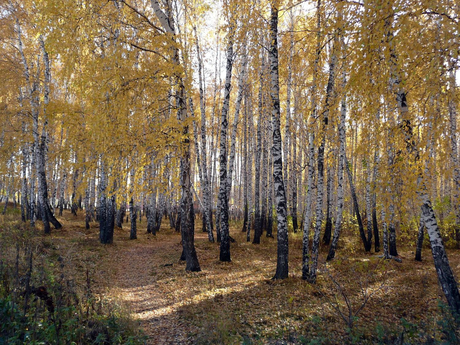 Photo #11796449