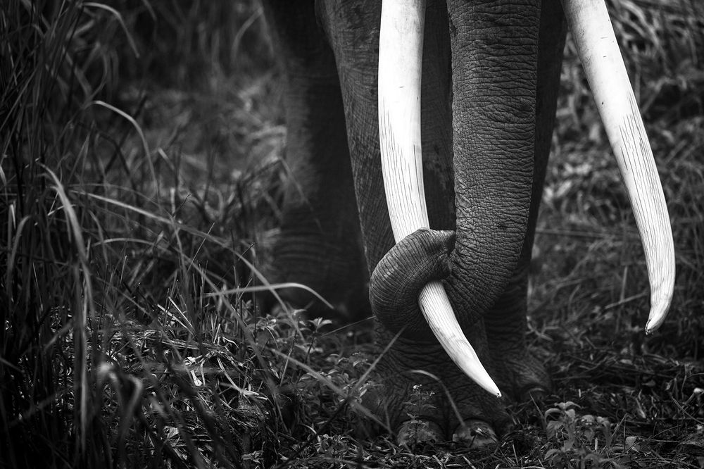 Photograph by Sumon Das