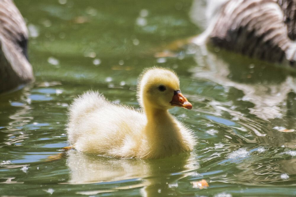 Photograph by Ольга Сельницына