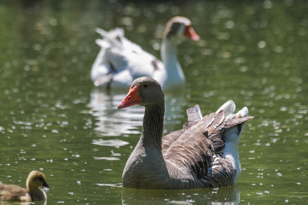 Photograph by Ольга Сельницына