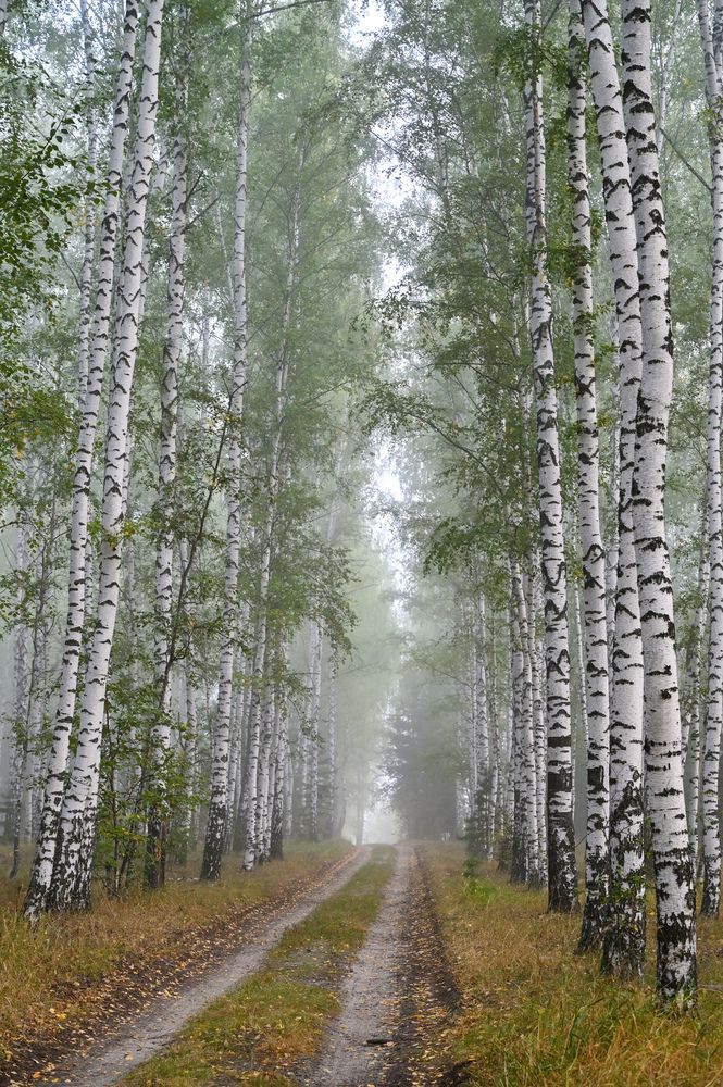 Туман в березовой роще