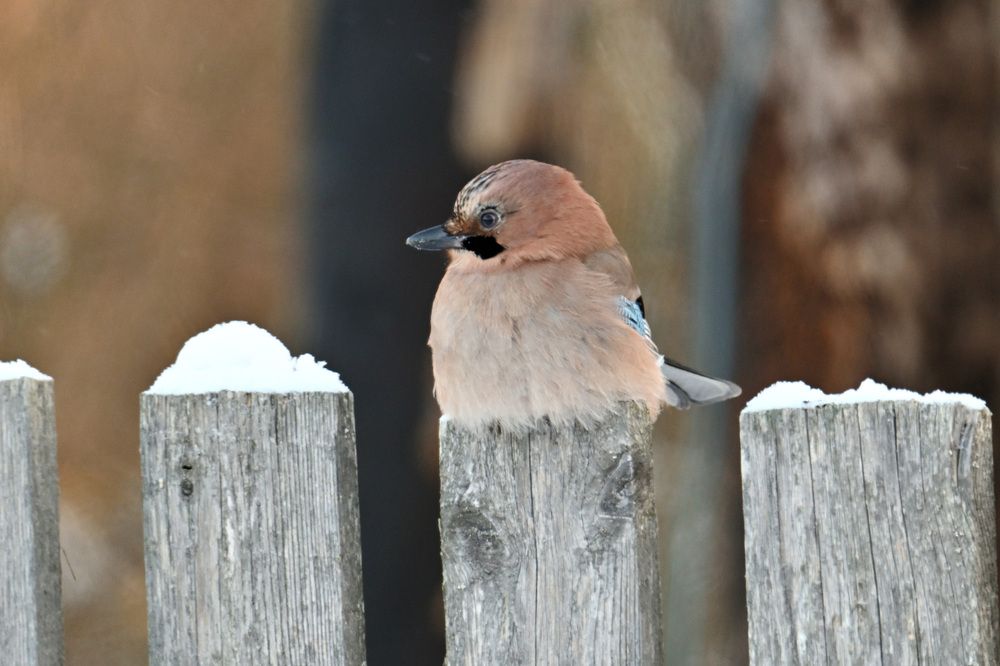 Photograph by Виктория Шажко