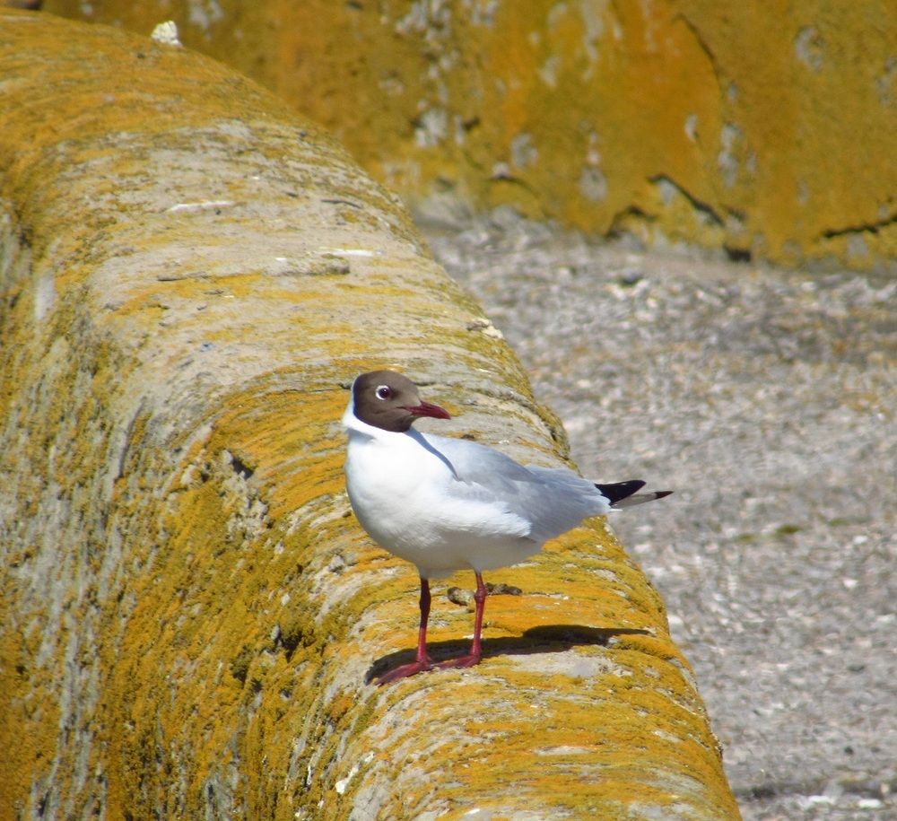 Photograph by Денис Веску