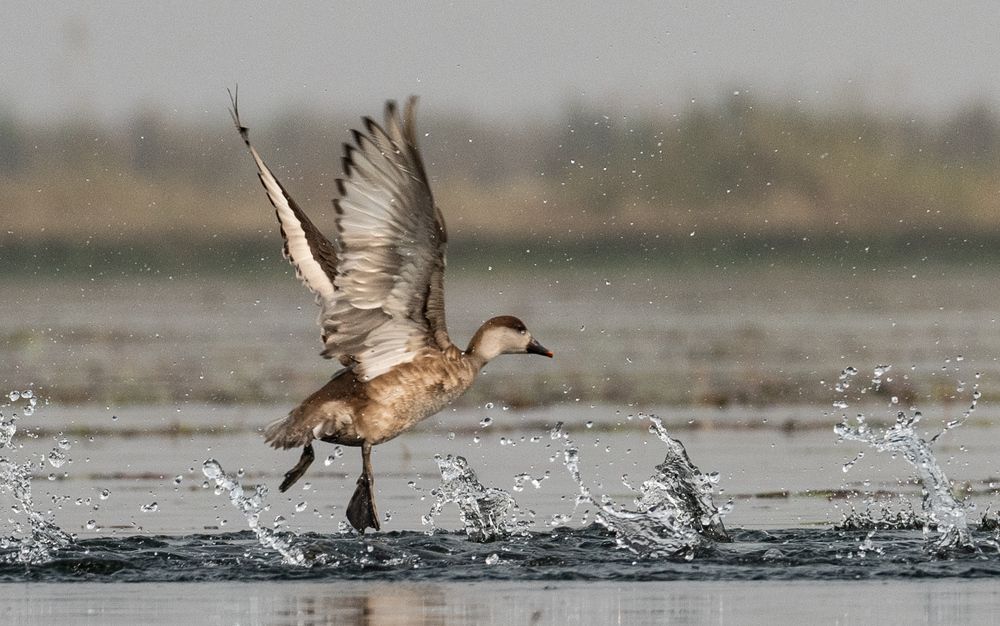 Photograph by Roy Mantu