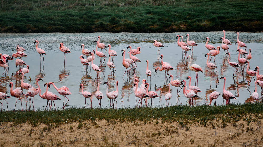 Дикие животные Намибии