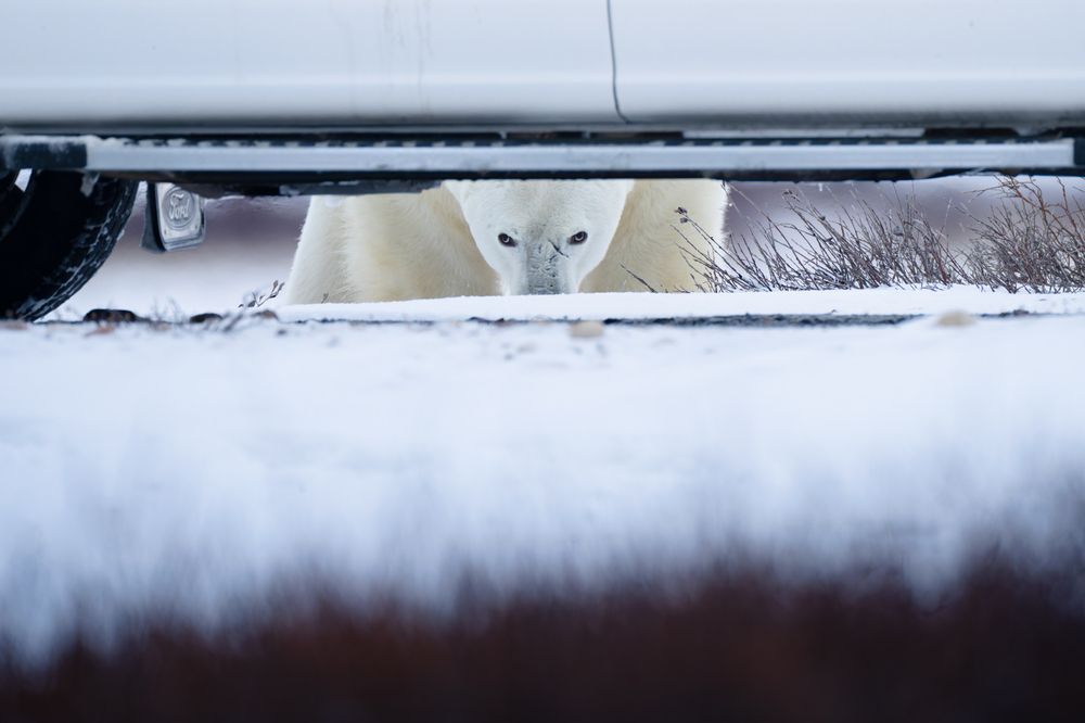 Фотография автора Karthik Subramaniam