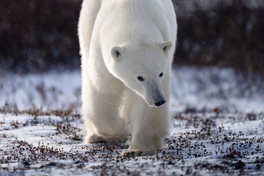 Фотография автора Karthik Subramaniam