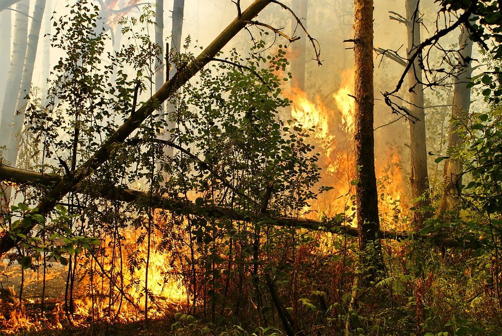 Лесной пожар