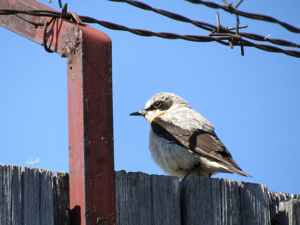 Жду свиданку