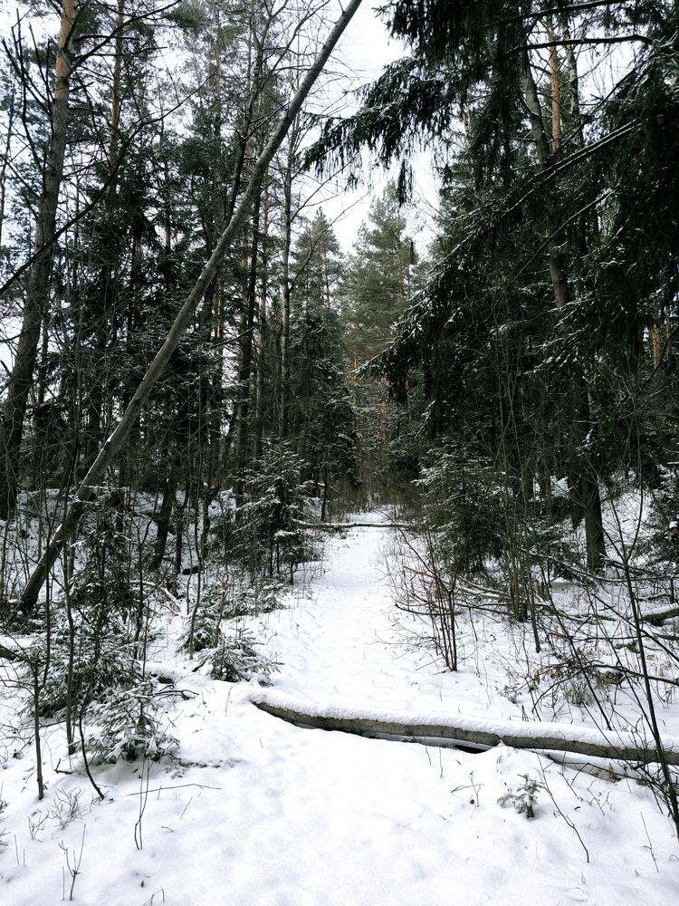 Photograph by Людмила Емельянчикова