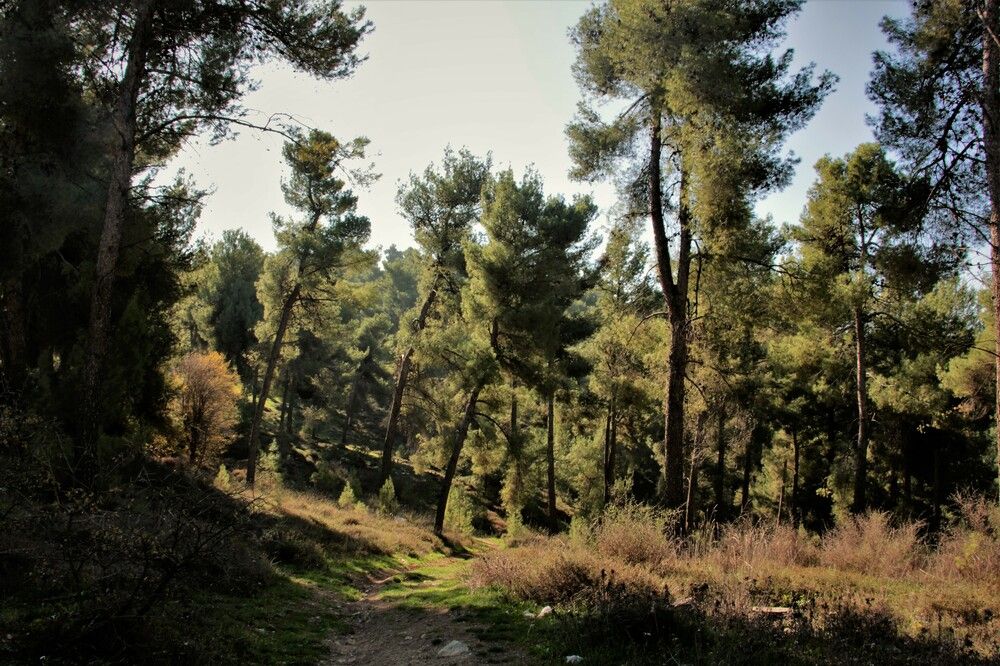 Photograph by Людмила Бутова