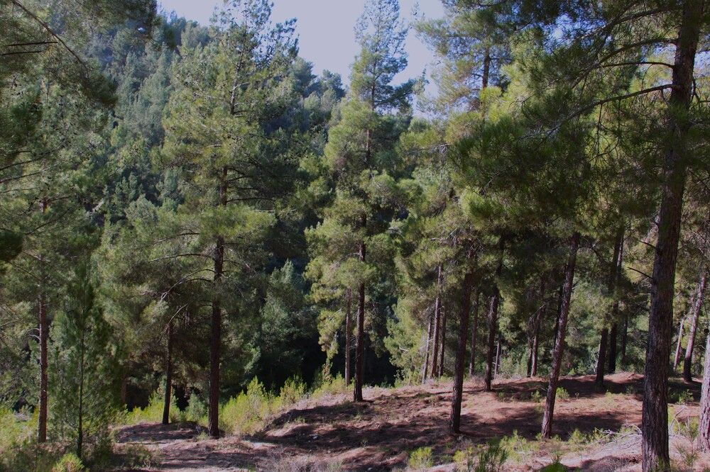 Photograph by Людмила Бутова