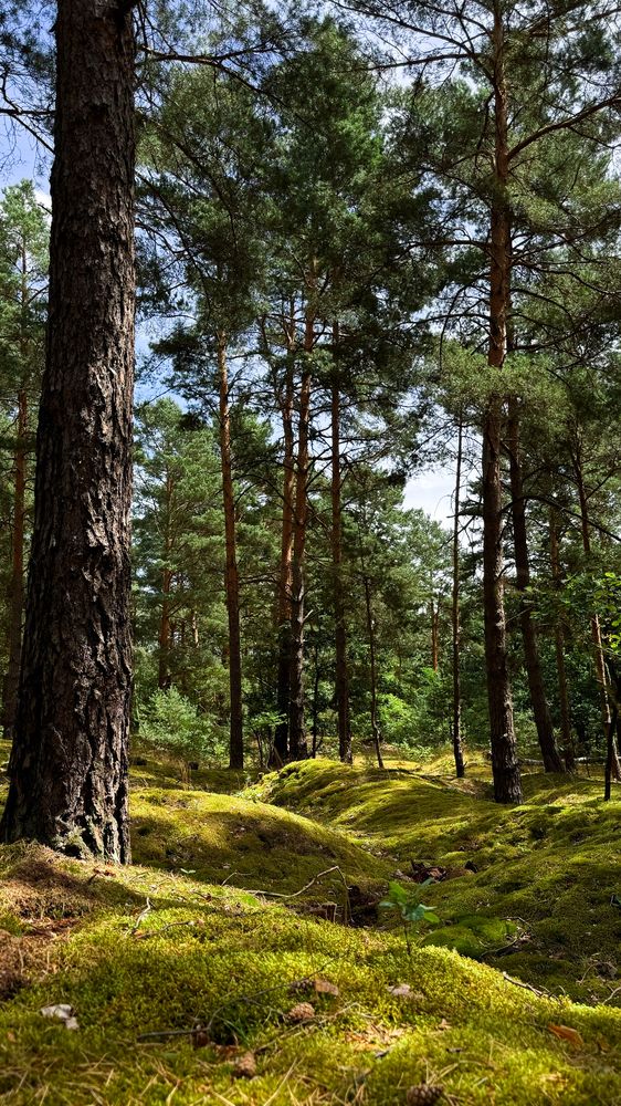 Photograph by Наталья Алфёрова