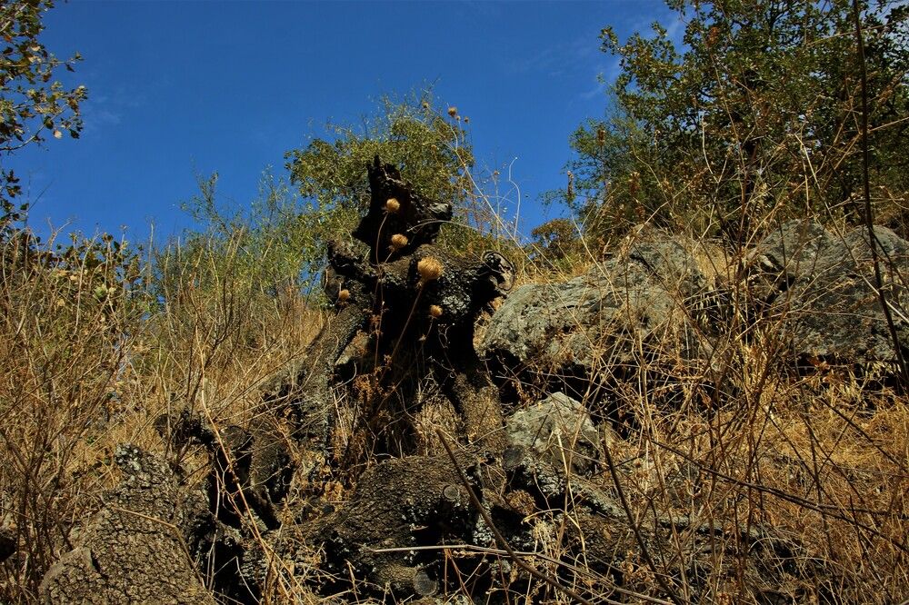 Photograph by Людмила Бутова