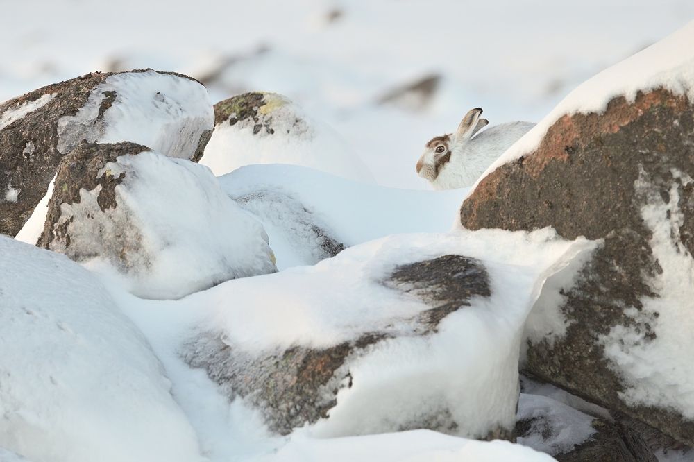 Hidden gem of wildlife