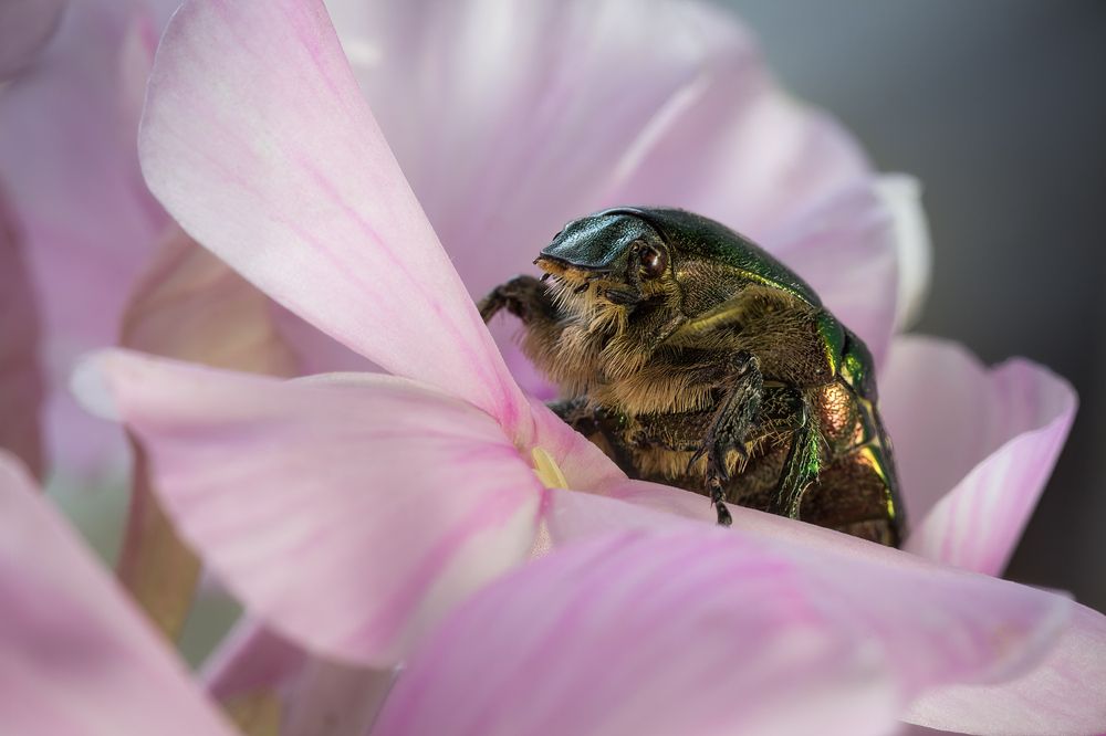 Photograph by Сергей Пискарёв